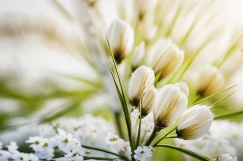 grass blossom,white floral background,blooming grass,flannel flower,white flowers,flower background,floral digital background,white petals,white daisies,white tulips,spring flowers,white flower,white blossom,snowdrops,chive flower,snowdrop anemones,spring background,delicate white flower,the white chrysanthemum,easter lilies,Material,Material,Birch
