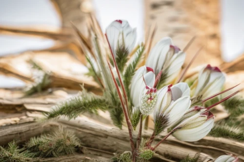 autumnalis,easter lilies,pine flower,still life of spring,pasqueflower,wood and flowers,pine cancer flower,tulipa humilis,tulipa tarda,tulpenbaum,tulipa,snowdrop anemones,flower pine,ornithogalum umbellatum,flower arrangement lying,signs of spring,crocus flowers,dry bloom,spring crown,wood flower,Material,Material,Birch