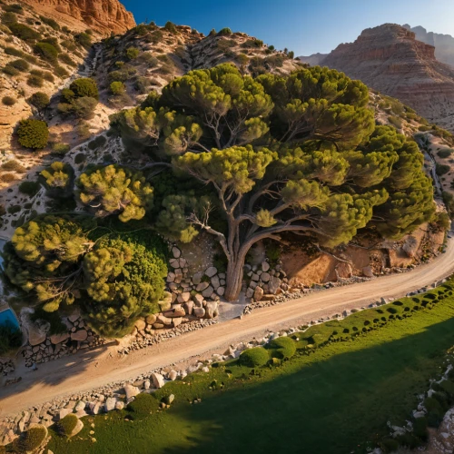 indian canyons golf resort,indian canyon golf resort,golf landscape,thracian cliffs,devil's golf course,argan trees,panoramic golf,horsheshoe bend,the golf valley,the shoals course,argan tree,bright angel trail,cliff dwelling,timna park,moon valley,golf course background,golf courses,two needle pinyon pine,arizona cypress,olive grove,Photography,General,Natural