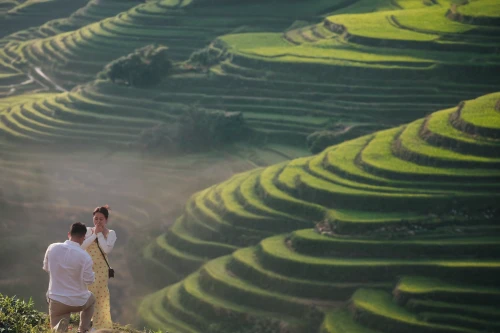 rice terraces,rice paddies,rice fields,rice terrace,rice field,the rice field,ricefield,tea plantations,rice cultivation,terraced,ha giang,field cultivation,guizhou,tea field,terraces,bangladesh,vietnam's,paddy harvest,vietnam,agricultural