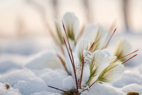 snowflake background,winter background,snow crocus,snowy still-life,winter aster,ice flowers,cotton grass,white snowflake,hoarfrost,snow fields,ground frost,frozen morning dew,snow landscape,tulip on snow,reeds wintry,winter landscape,ornamental grass,white turf,frosted rose hips,the first frost,Material,Material,Birch