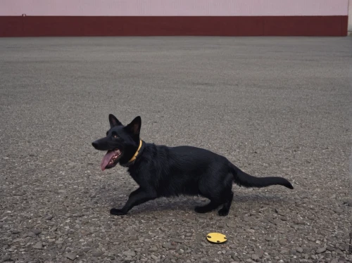 belgian shepherd malinois,a police dog,schutzhund,black norwegian elkhound,black german shepherd,schipperke,police dog,belgian shepherd,belgian shepherd dog,malinois and border collie,schweizer laufhund,malinois,alsatian,black shepherd,working dog,security department,gsd,shiloh shepherd dog,dog playing,hygenhund,Photography,Documentary Photography,Documentary Photography 20