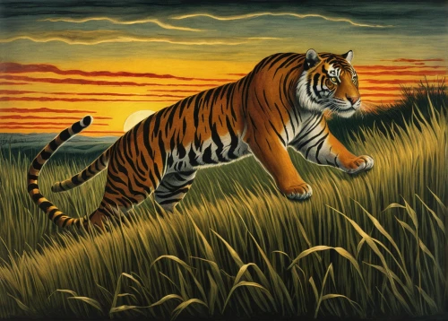 bengal tiger,a tiger,tiger,bengal,tigers,sumatran tiger,asian tiger,tiger cat,tiger png,felidae,siberian tiger,chestnut tiger,tigerle,david bates,tiger cub,toyger,young tiger,royal tiger,bengalenuhu,animals hunting,Illustration,Black and White,Black and White 23