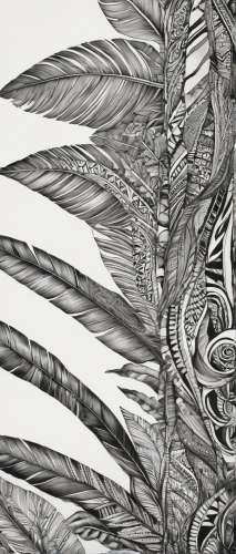 feathers,palm leaf,feather,parrot feathers,palm leaves,feather headdress,palm fronds,peacock feathers,tropical leaf pattern,feather bristle grass,bird feather,lionfish,feathers bird,tropical leaf,biomechanical,beak feathers,hawk feather,feather pen,leaf drawing,flora abstract scrolls