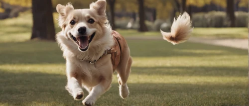 running dog,dog running,malamute,run,flying dog,tamaskan dog,running fast,saarloos wolfdog,two running dogs,czechoslovakian wolfdog,schutzhund,laika,flying dogs,wolfdog,seppala siberian sleddog,horse running,alaskan klee kai,husky,saluki,indian spitz,Photography,Fashion Photography,Fashion Photography 01