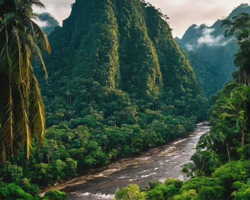 tropical and subtropical coniferous forests,laos,vietnam,peru,kauai,samoa,dominica,rain forest,rainforest,peru i,river landscape,costa rica,jamaica,tropical jungle,cameroon,dominican republic,colombia,brunei,sumatran,guyana,Photography,Fashion Photography,Fashion Photography 17