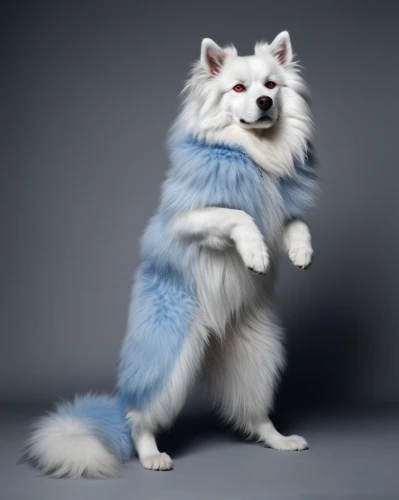 samoyed,canadian eskimo dog,japanese spitz,german spitz klein,indian spitz,american eskimo dog,pomeranian,finnish lapphund,icelandic sheepdog,german spitz mittel,furry,malamute,german spitz,swedish lapphund,west siberian laika,animals play dress-up,alaskan malamute,fur clothing,pubg mascot,furta,Photography,Fashion Photography,Fashion Photography 20