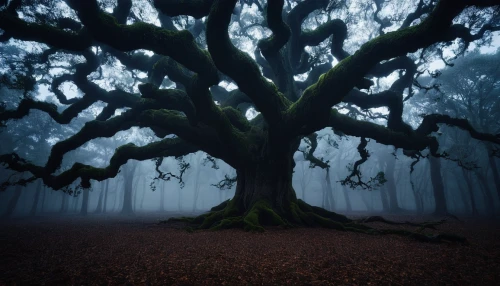 creepy tree,the roots of trees,haunted forest,foggy forest,magic tree,forest tree,oak tree,crooked forest,isolated tree,old tree,gnarled,tree and roots,black forest,dragon tree,strange tree,old-growth forest,enchanted forest,forest dark,black oak,tree grove,Photography,Documentary Photography,Documentary Photography 17