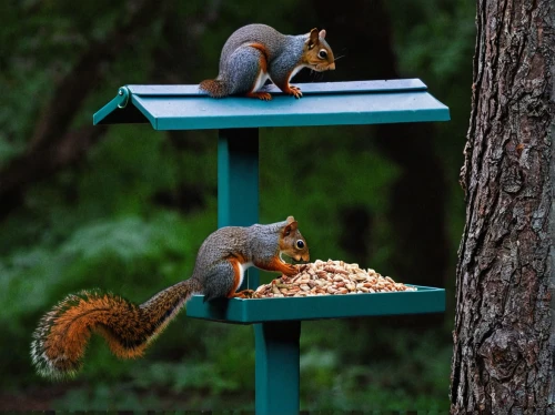 feeding place,feeding station,hungry chipmunk,nuts & seeds,red feeder,sciurus carolinensis,squirrels,feeding,almond meal,bird feeder,red squirrel,pine nuts,feeding time,food for the birds,collecting nut fruit,tree squirrel,gray squirrel,eastern gray squirrel,indian palm squirrel,bird food,Conceptual Art,Sci-Fi,Sci-Fi 20