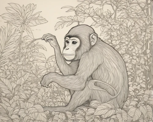 cercopithecus neglectus,primate,macaque,primates,barbary monkey,monkey banana,chimpanzee,gorilla,long tailed macaque,chimp,monkey,crab-eating macaque,rhesus macaque,orangutan,uakari,the monkey,gibbon 5,common chimpanzee,ape,monkey wrench,Illustration,Japanese style,Japanese Style 15