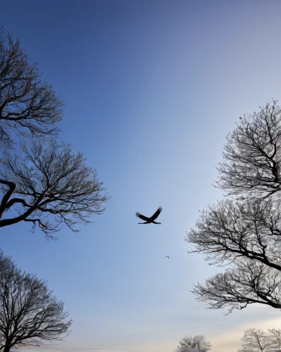 birds on branch,bird flight,birds on a branch,birds in flight,bird in the sky,birds flying,flying birds,bird in flight,bird perspective,bird in tree,bird on branch,bird flying,bare trees,bird on tree,plane trees,flying hawk,bird on the tree,deciduous trees,tree branches,tree canopy,Photography,Black and white photography,Black and White Photography 01