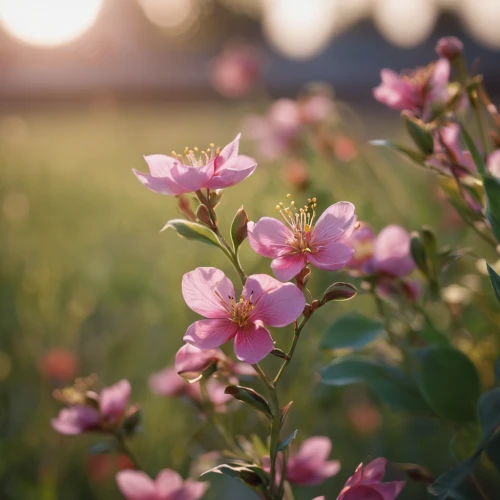 pink evening primrose,flower in sunset,japanese anemones,potato blossoms,japanese anemone,gaura,pink flowers,pink clover,prairie rose,cosmos flower,soapwort,field flowers,cutleaf evening primrose,pink petals,common soapwort,blooming field,dusky pink,flowers of the field,weigela,apple blossoms,Photography,General,Cinematic