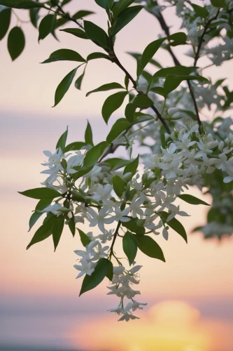 white lilac,night-blooming jasmine,a sprig of white lilac,syringa,white blossom,spirea,bird cherry,flowering tree,jasmine flowers,lilac tree,lilacs,flower in sunset,syringa vulgaris,flowering dogwood,amelanchier lamarckii,japanese jasmine,mock orange,philadelphus erectus,golden lilac,white flower cherry,Photography,Black and white photography,Black and White Photography 03