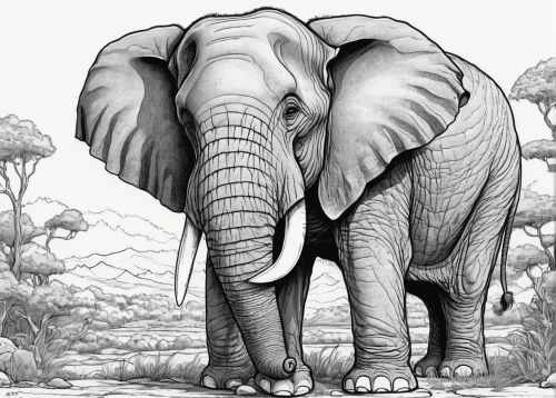 elephant line art,cartoon elephants,elephants and mammoths,pachyderm,mandala elephant,elephant,elephants,circus elephant,elephantine,african elephant,african bush elephant,indian elephant,elephant tusks,african elephants,elephant herd,size comparison,asian elephant,stacked elephant,elephant ride,line art animals,Illustration,Black and White,Black and White 06