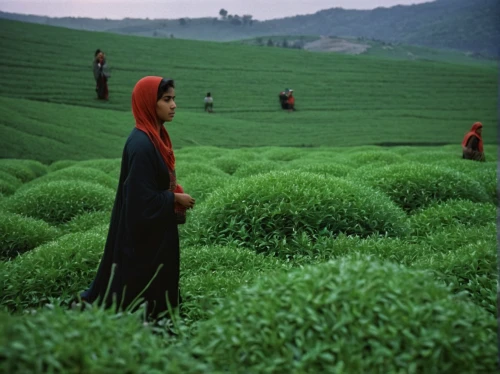 tea field,tea garden,tea plantation,tea plant,bangladesh,tea plantations,longjing tea,ceylon tea,cereal cultivation,lilly of the valley,field cultivation,kangkong,the rice field,heart tea plantation,assam tea,cultivated field,rice cultivation,bangladeshi taka,ricefield,rice field,Photography,Documentary Photography,Documentary Photography 12