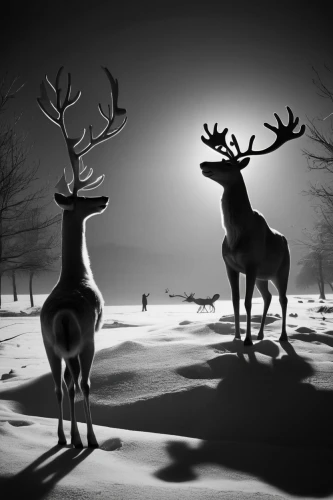 pere davids deer,winter deer,santa claus with reindeer,deers,sleigh with reindeer,deer illustration,glowing antlers,christmas deer,rudolph,deer,rudolf,reindeer from santa claus,fallow deer,reindeer,european deer,stag,raindeer,red deer,pere davids male deer,deer silhouette,Photography,Black and white photography,Black and White Photography 08