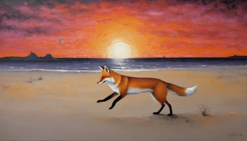 sand fox,desert fox,fox,vulpes vulpes,beach landscape,orange sky,a fox,coast sunset,coyote,sunrise beach,namib,red fox,sea landscape,sunset beach,fox hunting,seascape,red sun,sun and sea,el mar,vicuña,Illustration,Abstract Fantasy,Abstract Fantasy 15