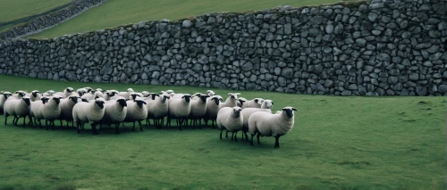 a flock of sheep,flock of sheep,black nosed sheep,black head sheep,wool sheep,sheep knitting,sheeps,the sheep,shear sheep,sheep,the black sheep,counting sheep,dwarf sheep,black sheep,the herd,sheep-dog,herd of goats,herd,sheared sheep,two sheep,Photography,Documentary Photography,Documentary Photography 20