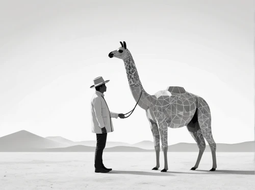 camelride,two-humped camel,camelid,dromedaries,two giraffes,dromedary,desert safari dubai,camel,dubai desert safari,etosha,namib,serengeti,giraffes,desert safari,male camel,africa,camels,namibia,giraffe,hump,Illustration,Black and White,Black and White 32