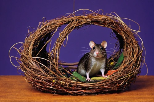 grasshopper mouse,white footed mouse,straw mouse,white footed mice,meadow jumping mouse,easter nest,nest easter,basket weaver,hamster wheel,field mouse,silver agouti,wood mouse,musical rodent,nesting material,mousetrap,bush rat,ratatouille,spring nest,jerboa,basket maker,Art,Artistic Painting,Artistic Painting 38