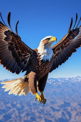 eagle vector,american bald eagle,bald eagle,eagle,mongolian eagle,steppe eagle,eagle eastern,african eagle,eagles,sea eagle,eagle drawing,eagle illustration,of prey eagle,african fishing eagle,imperial eagle,bald eagles,sea head eagle,flying hawk,giant sea eagle,golden eagle,Illustration,Paper based,Paper Based 14