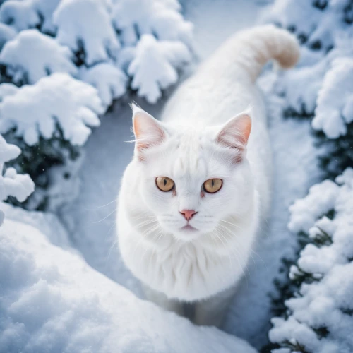 white cat,snowshoe,turkish van,winter animals,siberian cat,snowball,the snow queen,turkish angora,american curl,snowy,glory of the snow,norwegian forest cat,siberian,snow scene,japanese bobtail,white fur hat,deep snow,blue eyes cat,white turf,feral cat,Photography,General,Cinematic