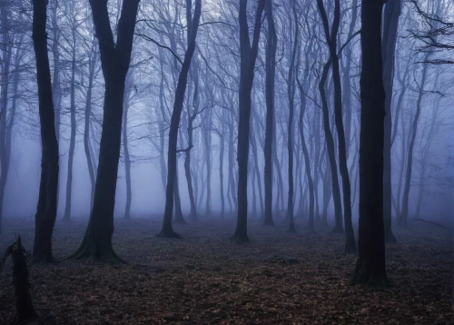 foggy forest,haunted forest,beech forest,dense fog,foggy landscape,beech trees,germany forest,fog banks,deciduous forest,enchanted forest,winter forest,forest dark,copse,ghost forest,autumn fog,ground fog,forest glade,forest of dreams,forest of dean,the forest,Photography,Documentary Photography,Documentary Photography 05