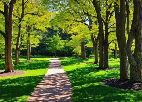 tree lined path,tree lined lane,tree-lined avenue,tree lined,row of trees,green trees,green forest,walk in a park,aaa,forest path,pathway,green space,green landscape,arboretum,tree grove,magnolia trees,grove of trees,greenforest,defense,aa,Art,Classical Oil Painting,Classical Oil Painting 43
