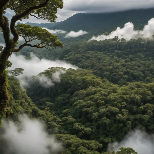 tropical and subtropical coniferous forests,rainforest,rain forest,valdivian temperate rain forest,tree tops,treetops,conguillío national park,rwanda,chiapas,treetop,borneo,costa rica,tree top,forests,pachamama,herman national park,yakushima,the forests,tambora,cabaneros national park,Photography,General,Natural