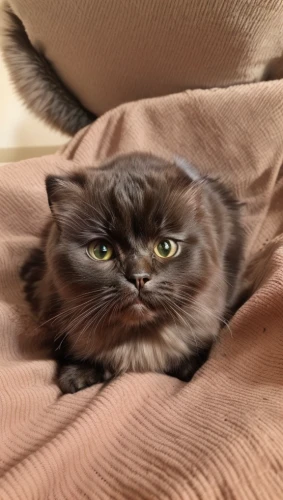 malt loaf,cat image,scottish fold,cat in bed,kurilian bobtail,persian,chartreux,the sphinx,breed cat,american bobtail,gray cat,loaf,meatloaf,sphinx,cat head,grumpy,domestic short-haired cat,arabian mau,napoleon cat,disapprove