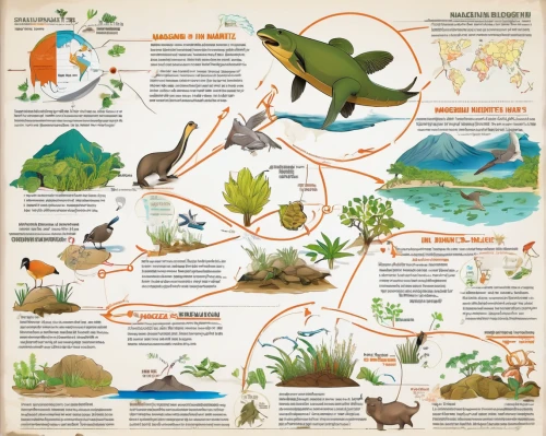 tropical animals,vector infographic,nature conservation,galapagos islands,infographic elements,true salamanders and newts,animal migration,migratory birds,forest animals,aquatic animals,info graphic,phyllobates,amphibians,conservation,sea animals,infographics,marine diversity,types of fishing,dragonflies and damseflies,ecology,Unique,Design,Infographics