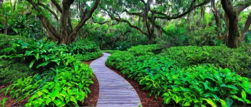 naples botanical garden,forest path,pathway,tree lined path,wooden path,hiking path,nature trail,tree top path,the mystical path,everglades np,brookgreen gardens,the path,eastern mangroves,walkway,flooded pathway,rainforest,mangroves,everglades,forest walk,alligator alley,Illustration,Abstract Fantasy,Abstract Fantasy 04