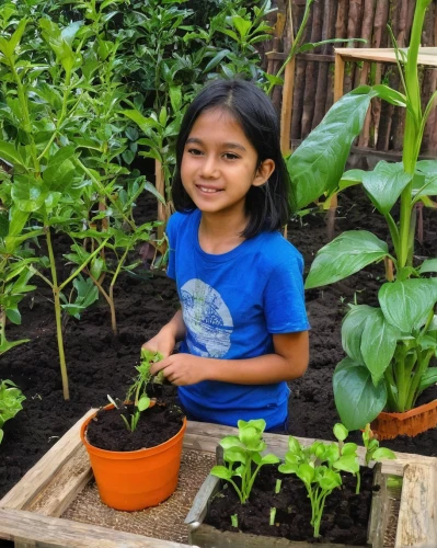 picking vegetables in early spring,vegetable garden,kitchen garden,malabar spinach,girl in the garden,tona organic farm,garden work,start garden,garden plants,planting,permaculture,cuttings,tulsi,seedlings,child labour,starfruit plant,garden plant,growing green,work in the garden,guatemalan,Illustration,Paper based,Paper Based 16