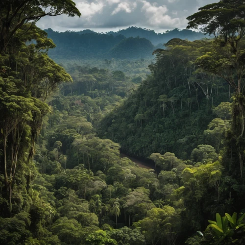 tropical and subtropical coniferous forests,rainforest,rain forest,valdivian temperate rain forest,costa rica,borneo,conguillío national park,tropical jungle,sumatran,cabaneros national park,herman national park,dominican republic,pachamama,papua new guinea,tamborim,reunion island,forests,treetops,province of cauca,cameroon,Photography,General,Natural