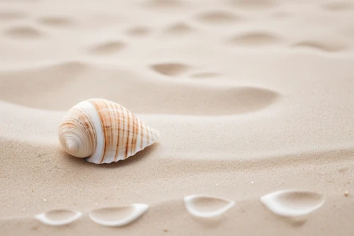 seashells,sea shell,beach shell,seashell,sand texture,sea shells,sand waves,sand seamless,in shells,shells,snail shell,sand pattern,sand,footprints in the sand,white sand,white sandy beach,sea snail,singing sand,shell,spiny sea shell,Illustration,Black and White,Black and White 32