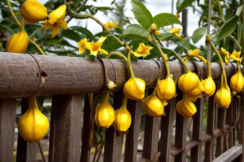 yellow peppers,yellow pepper,star fruit,starfruit plant,yellow fruit,yellow ball plant,yellow plums,yellow plum,carambola,cannonball tree,ornamental gourds,starfruit,wild yellow plum,bell peppers,lemon tree,solanaceae,gourds,ornamental corn,carambola grapes,ripening process