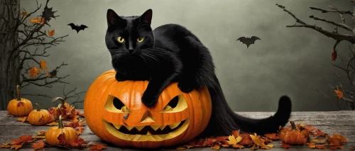 halloween black cat,halloween cat,halloween background,halloween poster,happy halloween,haloween,halloween vector character,jiji the cat,halloween wallpaper,helloween,hallloween,holloween,halloween and horror,hallowe'en,black cat,halloween,halloween pumpkin gifts,halloween illustration,halloween scene,jack o lantern,Photography,Artistic Photography,Artistic Photography 13