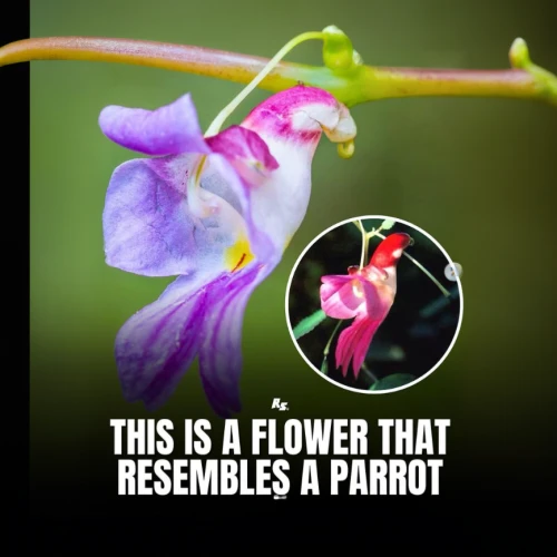 fabaceae,orchids of the philippines,passifloraceae,butterfly orchid,bumblebee orchid,theaceae,ericaceae,dragon's mouth orchid,tuberous pea,columbine,ranunculaceae,arable widow flower,canada columbine,hard-leaved pocket orchid,pogonia,bird-of-paradise,phalaenopsis equestris,hypericaceae,moth orchid,fly orchid