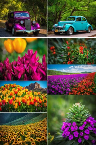 flower car,colors of spring,colorful flowers,planted car,flower wall en,volkswagen beetle,retro flowers,flower art,beetles,vw beetle,splendor of flowers,flower background,digiscrap,floristics,colorful life,trollius download,springtime background,harmony of color,volkswagen new beetle,picture puzzle,Illustration,Retro,Retro 02