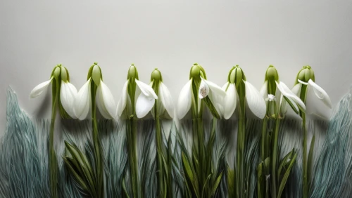 galanthus,easter lilies,snowdrops,white tulips,madonna lily,tulip white,lisianthus,peace lilies,tulip background,white lily,calla lilies,snowdrop,spring onion,jonquils,lilies of the valley,lily of the valley,tulipa,tulip flowers,spring onions,tulips,Realistic,Flower,Snowdrop