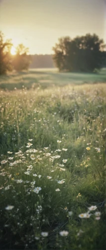 meadow in pastel,small meadow,summer meadow,meadow,blooming field,dandelion field,meadow landscape,wild meadow,dandelion meadow,flowering meadow,meadows of dew,meadow flowers,green meadow,spring meadow,lubitel 2,meadow daisy,scattered flowers,field of flowers,clover meadow,dandelion background,Photography,Documentary Photography,Documentary Photography 02