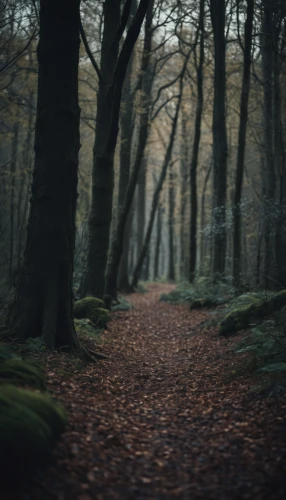 forest walk,forest path,forest of dean,beech forest,the woods,forest floor,woodland,deciduous forest,enchanted forest,the forest,wooden path,germany forest,woods,forest,the mystical path,forest road,hollow way,forest dark,forest of dreams,haunted forest,Photography,General,Cinematic