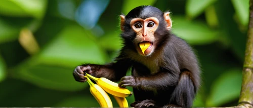 monkey banana,squirrel monkey,cercopithecus neglectus,de brazza's monkey,guenon,banana peel,banana,saba banana,banana plant,banana tree,long tailed macaque,white-headed capuchin,langur,primate,bananas,white-fronted capuchin,colobus,primates,crab-eating macaque,banana cue,Conceptual Art,Oil color,Oil Color 17