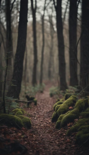 forest floor,forest path,forest walk,forest of dean,forest moss,the woods,germany forest,enchanted forest,the forest,forest of dreams,forest,deciduous forest,woodland,forest glade,elven forest,forests,green forest,fairytale forest,forest dark,the forests,Photography,General,Cinematic