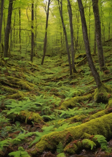 northern hardwood forest,forest moss,beech forest,aaa,green forest,forest floor,deciduous forest,temperate coniferous forest,old-growth forest,tropical and subtropical coniferous forests,temperate broadleaf and mixed forest,spruce forest,coniferous forest,forest landscape,elven forest,mixed forest,aa,forests,moss,forest glade,Photography,Documentary Photography,Documentary Photography 35