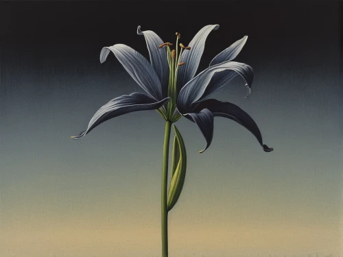 white lily,lilium candidum,madonna lily,tuberose,hymenocallis,crinum,agapanthus,guernsey lily,stargazer lily,tasmanian flax-lily,grass lily,ornithogalum,lilies,sego lily,ornithogalum umbellatum,lily flower,lillies,star-of-bethlehem,water-the sword lily,kahila garland-lily,Art,Artistic Painting,Artistic Painting 48