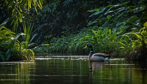 backwaters,brahminy duck,backwater,water fowl,danube delta,the danube delta,wetland,duck on the water,swan on the lake,nile goose,waterfowl,naples botanical garden,wild ducks,mallard,wildlife reserve,wetlands,swamp,mute swan,hunting decoy,cassowary