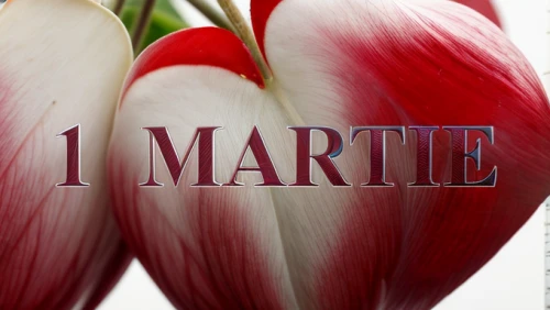 margarite,st martin's day,endive,marroni,martisor,frutta martorana,amaryllis,bornholmer margeriten,confiture de lait,mart,marguerite,sofrito,amaranth,etlingera corneri,marti,tulipa tarda,saint martin,cape marguerite,tulip background,martinshorn,Realistic,Flower,Bleeding Heart