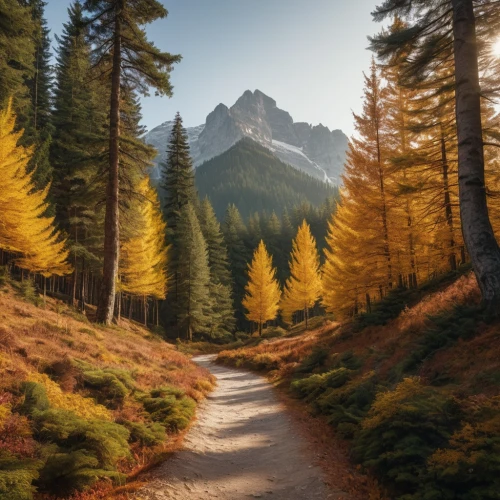 larch forests,larch trees,autumn mountains,temperate coniferous forest,coniferous forest,berchtesgaden national park,autumn forest,autumn background,american larch,autumn landscape,fall landscape,larch wood,larch tree,autumn scenery,golden autumn,germany forest,tropical and subtropical coniferous forests,fir forest,larch,hiking path,Photography,General,Natural