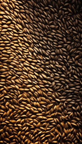 sunflower seeds,seed wheat,wheat grain,rice seeds,sunflower seed,strand of wheat,triticum durum,capelin,grains,fish oil capsules,fish oil,seeds,grain,soybeans,strands of wheat,grain harvest,grass seeds,durum wheat,grain field,north sea oats,Illustration,Paper based,Paper Based 18